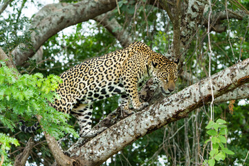 Fototapeta premium Jaguar (Panthera onca) hunting along the riverbank in the Northern Pantanal in Mata Grosso in Brazil
