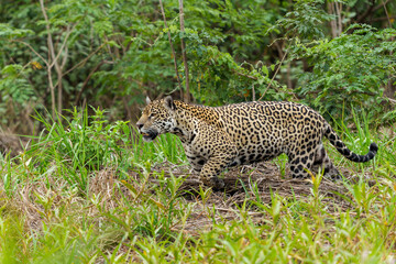 Jaguar (Panthera onca) hunting along the riverbank in the Northern Pantanal in Mata Grosso in Brazil