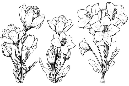 Freesia flower hand drawn ink sketch. Engraved style vector illustration