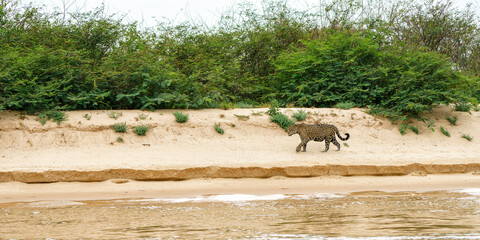 Jaguar (Panthera onca) hunting along the riverbank in the Northern Pantanal in Mata Grosso in Brazil