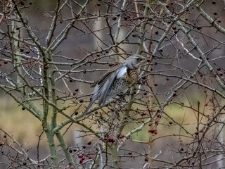 fieldfare turdus pilaris with berry in beak perched in a tree