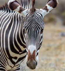 das Portrait des niedlichen Zebras