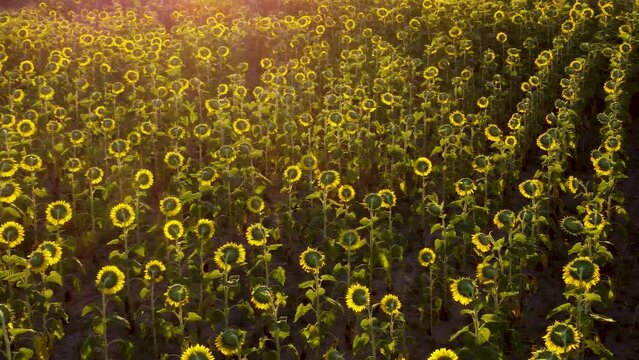 Vista aerea de plantaci&oacute;n de girasol