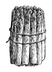 Hand drawing of bunch ripe asparagus stems, vector illustration isolated on white