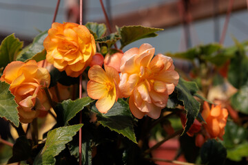 Orange begonias are blooming in a pot - obrazy, fototapety, plakaty