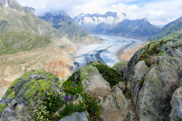 Rocks and Alpine flowers with Aletsch Glacier in the background Moosfluh