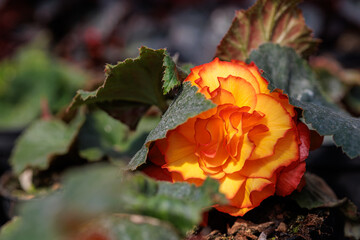 Orange begonias are blooming in a pot