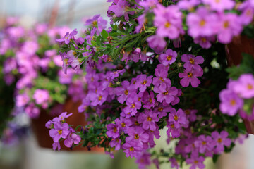 Violet lobelias are blooming in a pot
