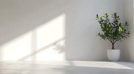 Fototapeta na wymiar an empty room with a potted plant and white walls in 