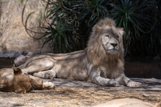Leones y leonas juntos en zoológico de Puebla