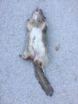 Dead squirrel (Sciuridae) top view.