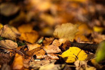 Herbstblätter 