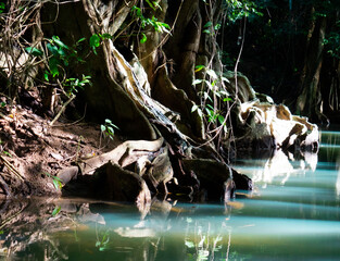 Tree on River