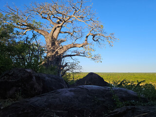 Affenbrotbaum / Baobab / Adansonia digitata