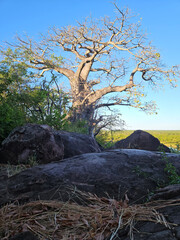 Affenbrotbaum / Baobab / Adansonia digitata