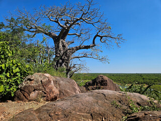 Affenbrotbaum / Baobab / Adansonia digitata