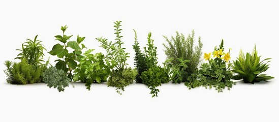 Beautiful composition with fern and other tropical leaves on white background, collage.