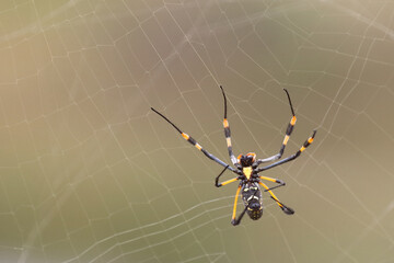 Afrikanische Seidenspinne / Banded-legged golden orb-web spider / Nephila senegalensis