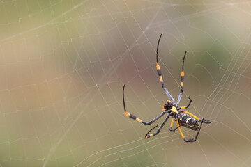 Afrikanische Seidenspinne / Banded-legged golden orb-web spider / Nephila senegalensis