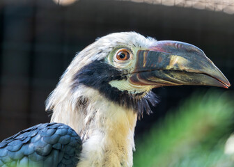 Visayan Hornbill (Penelopides panini) in the Philippines