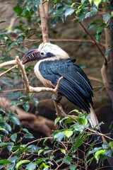 Visayan Hornbill (Penelopides panini) in the Philippines