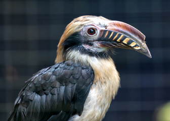 Visayan Hornbill (Penelopides panini) in the Philippines