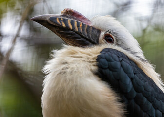 Visayan Hornbill (Penelopides panini) in the Philippines