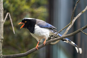Red-billed Blue Magpie (Urocissa erythroryncha) in Bhutan