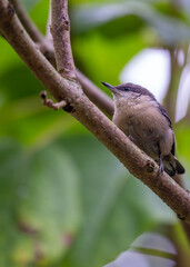 Pygmy Nuthatch (Sitta pygmaea) in North America