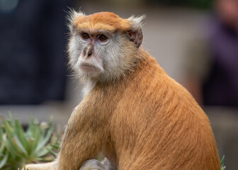 Patas Monkey (Erythrocebus patas) in Chad