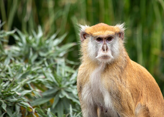Patas Monkey (Erythrocebus patas) in Chad