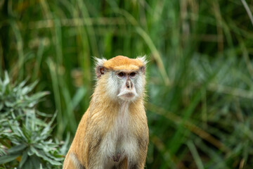Patas Monkey (Erythrocebus patas) in Chad
