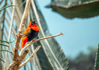 Northern Red Bishop (Euplectes franciscanus) in Kenya