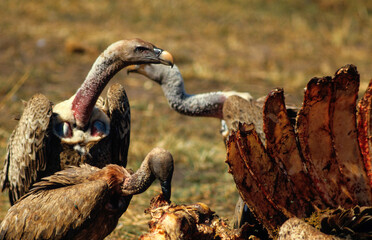 Vautour de Rüppell,.Gyps rueppelli , Rüppell's Vulture, Parc national du Serengeti, Tanzanie