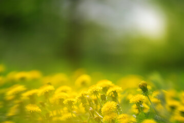 A green field with yellow dandelions. Close-up of yellow spring flowers on the ground in a yellow haze, selective focus on a background of blurred flowers and bokeh