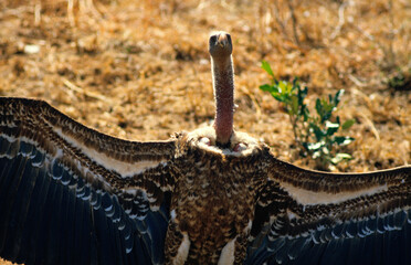 Vautour de Rüppell,.Gyps rueppelli , Rüppell's Vulture, Parc national du Serengeti, Tanzanie