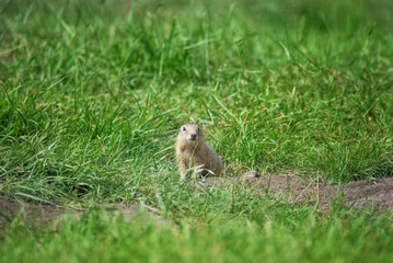 Naklejka na ściany i meble baby gopher peeks out of a mink on a warm summer day, selective focus