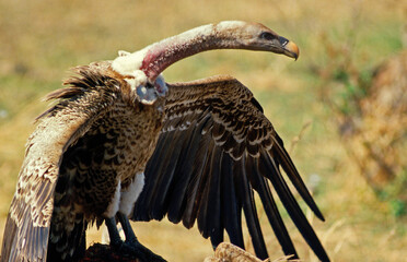 Vautour de Rüppell,.Gyps rueppelli , Rüppell's Vulture, Parc national du Serengeti, Tanzanie