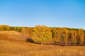 autumn orange landscape, yellow leaves and dried grass on a clear warm day