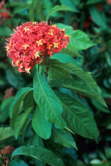 Ixora macrothyrsa, Ixora géant rouge