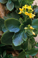 Kalanchoe blossfeldiana , Kalanchoe