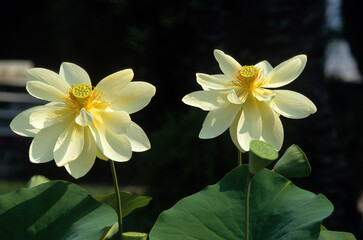 Nelumbo nucifera, Lotus d'Asie