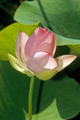 Nelumbo nucifera, Lotus d'Asie