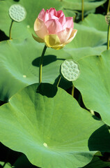 Nelumbo nucifera, Lotus d'Asie