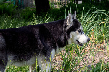 pet, animal, dog, purebred, mammal, park, forest, looking, outdoor, cute, nature, canine, domestic, fur, husky, grass