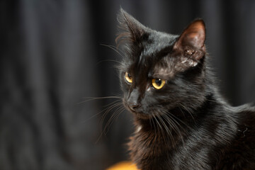 Pet portrait. beautiful black cat with yellow eyes and an attentive look, dark background. black cat portrait. black background. for backgrounds or articles that need a soft, fluffy, cute cat, cuddly