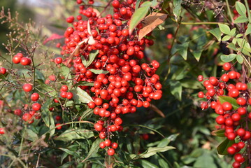 Nandina domestica en hiver (Chine, Japon, Inde)