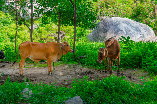 Indian domestic farming cow or Indian traditional cows or Indigenous cattle breeds of India or nattu maadu at agriculture field, Gingee, Tamilnadu, South india.