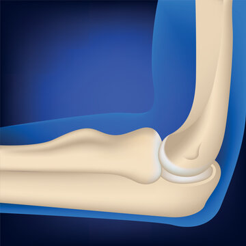 Anatomy of the bones of the elbow joint. Rendering on a blue background. Vector medical illustration