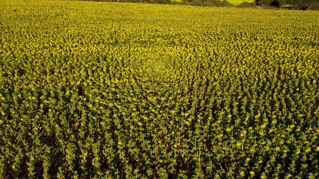 camara asciende sobre una gr&aacute;n extension de campo sembrado con girasoles